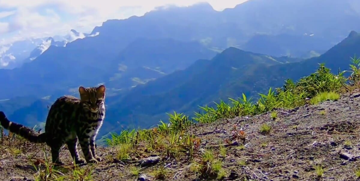 Gato do mato pequeno aparece no Pico da Caledônia em Nova Friburgo
