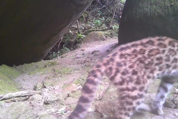 Gato-do-mato-pequeno é avistado dentro do Parque Estadual dos Três Picos, em Nova Friburgo - Espécie está ameaçada de extinção