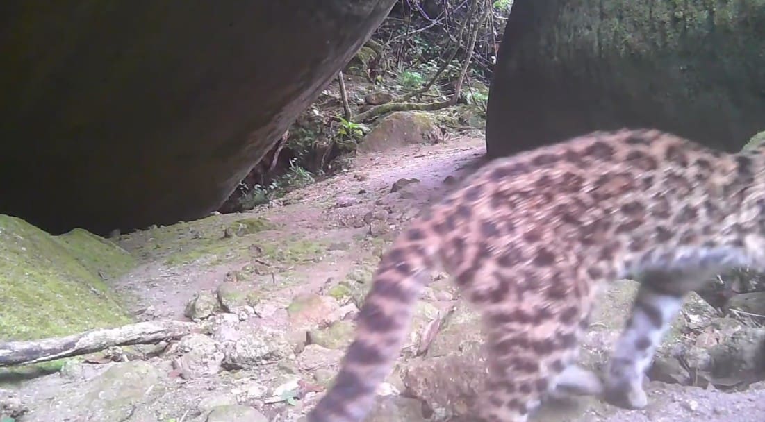 Gato-do-mato-pequeno é avistado dentro do Parque Estadual dos Três Picos, em Nova Friburgo - Espécie está ameaçada de extinção