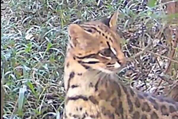 Gato do mato pequeno é avistado na cidade de Alfenas em Minas Gerais