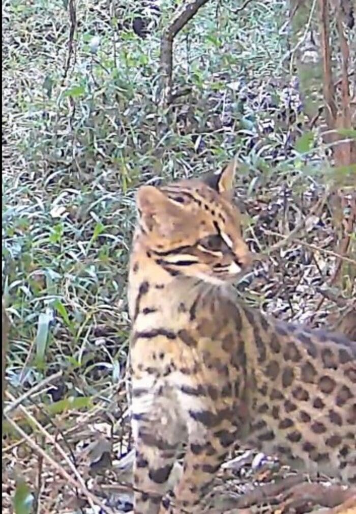 Gato do mato pequeno é avistado na cidade de Alfenas em Minas Gerais