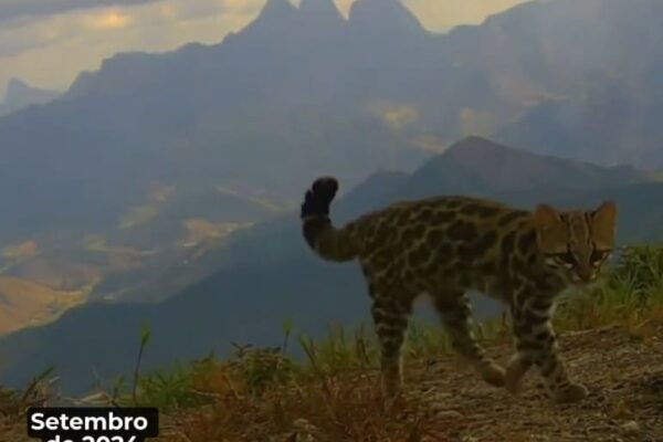 Gato do mato pequeno é flagrado no topo do Pico da Caledônia em Nova Friburgo-RJ