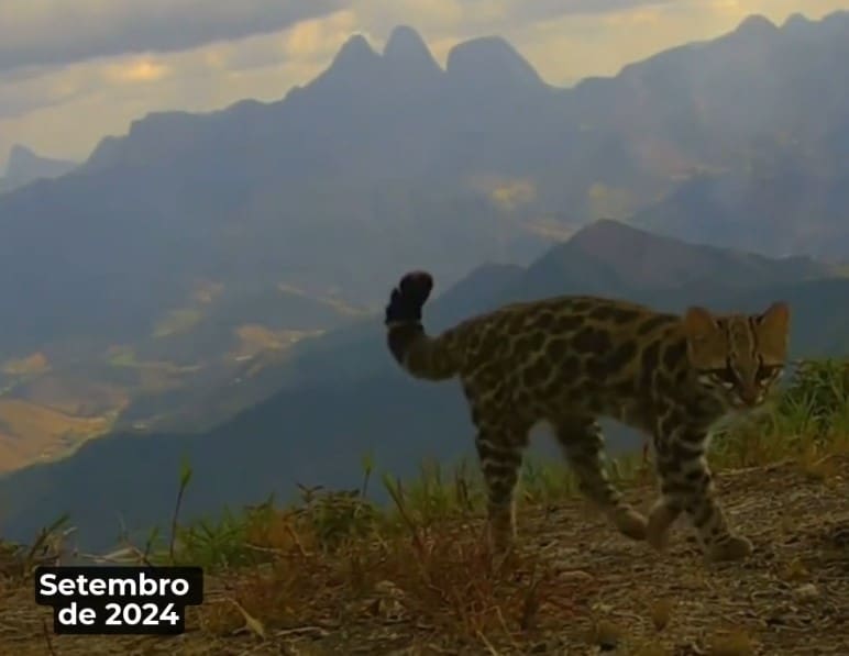 Gato do mato pequeno é flagrado no topo do Pico da Caledônia em Nova Friburgo-RJ