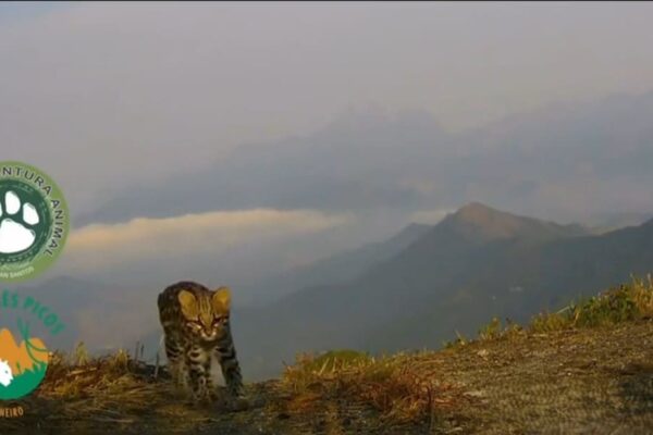 Gato-maracajá no alto do Pico da Caledônia em Nova Friburgo