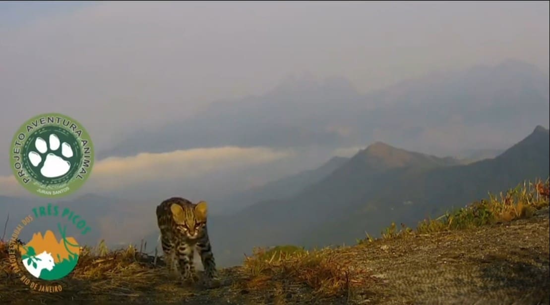 Gato-maracajá no alto do Pico da Caledônia em Nova Friburgo