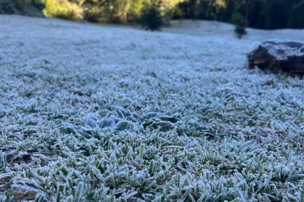 Geada no Parque Estadual dos Três Picos - Imagem de 11 de agosto de 2024 em Nova Friburgo