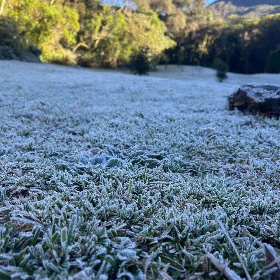 Geada no Parque Estadual dos Três Picos - Imagem de 11 de agosto de 2024 em Nova Friburgo
