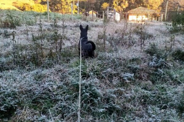 Geada no Parque Nacional de Itatiaia-RJ - Frio intenso no Estado do Rio de Janeiro