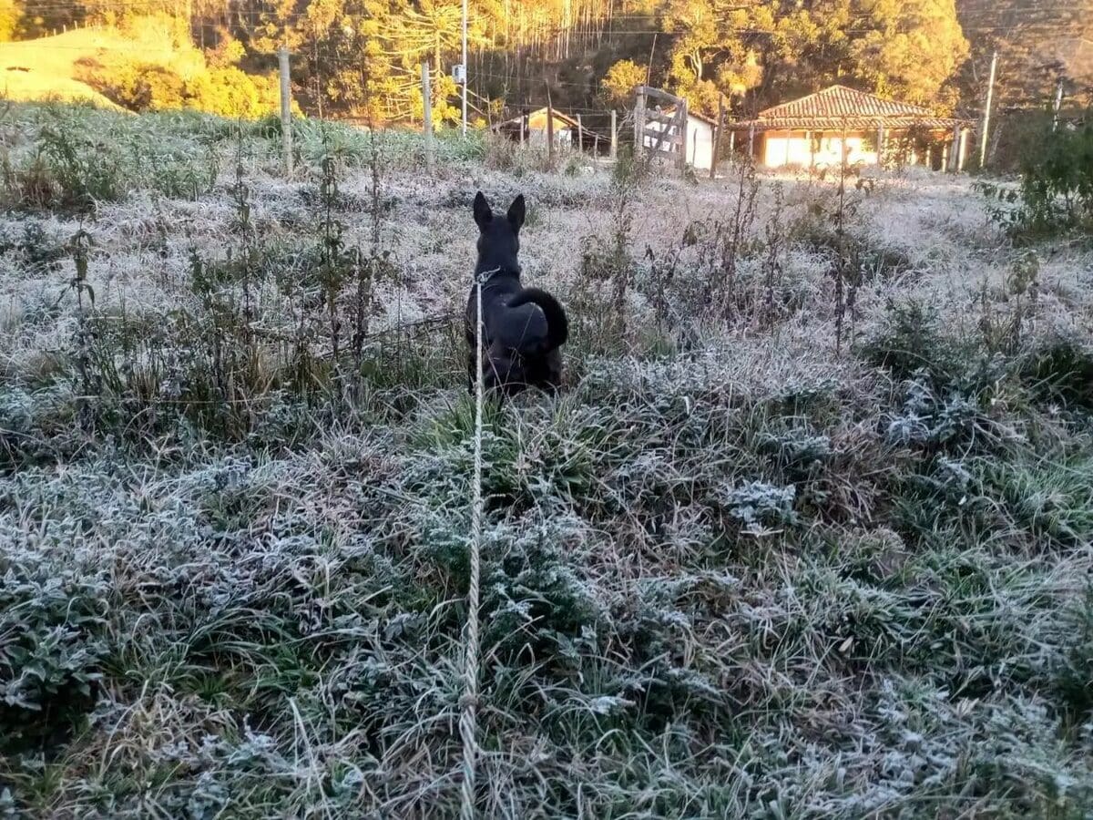 Geada no Parque Nacional de Itatiaia-RJ - Frio intenso no Estado do Rio de Janeiro