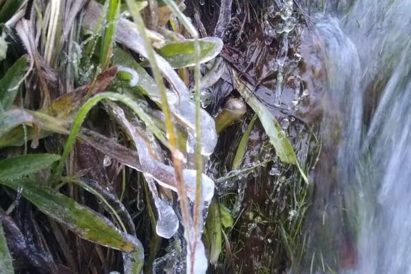Geada no Parque Nacional de Itatiaia-RJ em agosto de 2024
