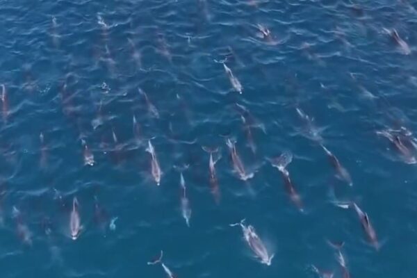 Golfinhos aparecem na Prainha em Arraial do Cabo-RJ