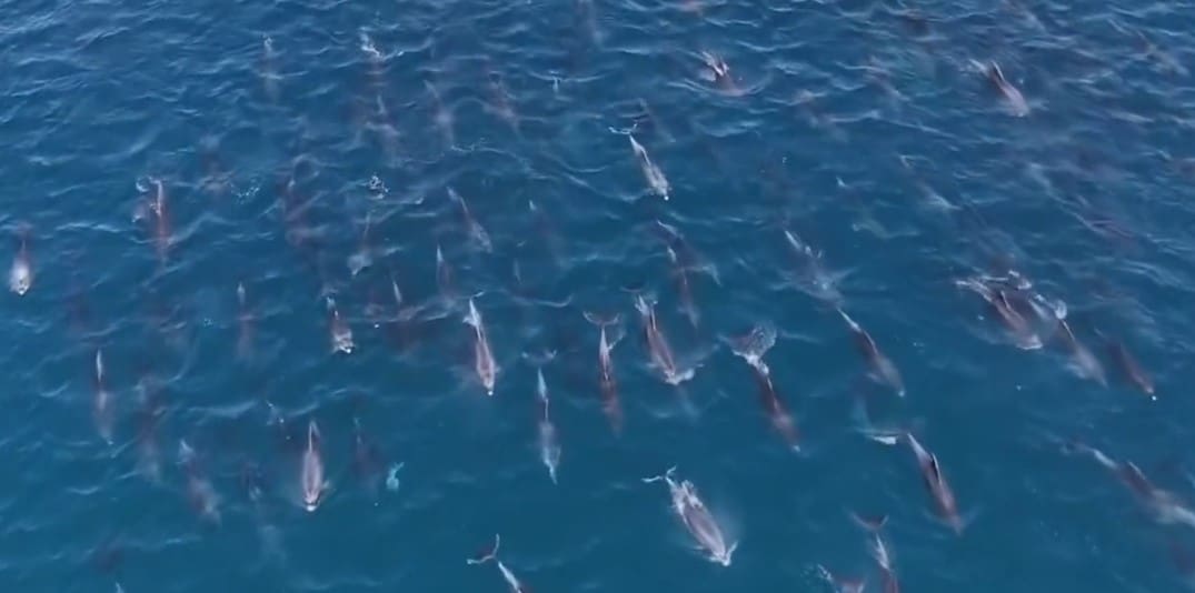 Golfinhos aparecem na Prainha em Arraial do Cabo-RJ