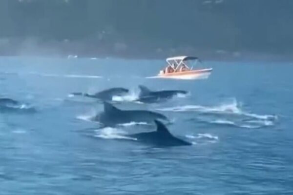 Golfinhos fazem espetáculo em ILha Bela