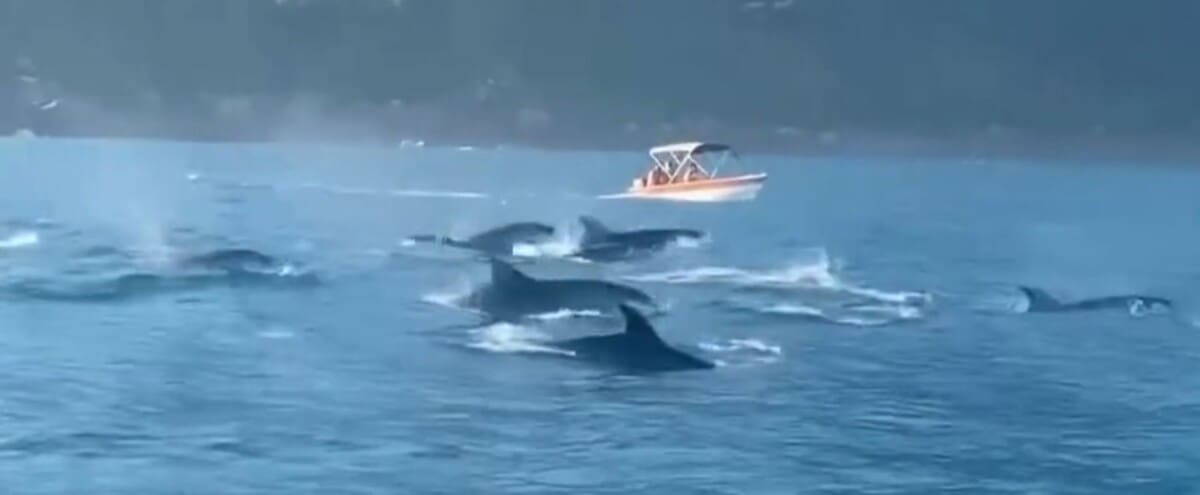 Golfinhos fazem espetáculo em ILha Bela