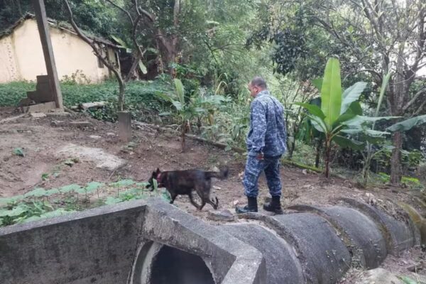 Guardas municipais com apoio de cães farejadores participaram da operação Hybris — Foto 111ª DP Sumidouro