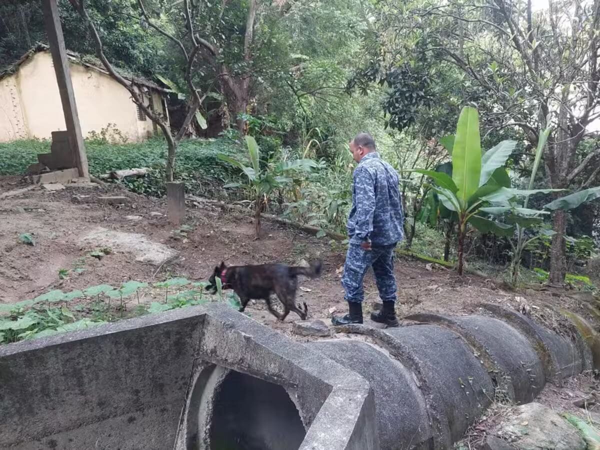 Guardas municipais com apoio de cães farejadores participaram da operação Hybris — Foto 111ª DP Sumidouro