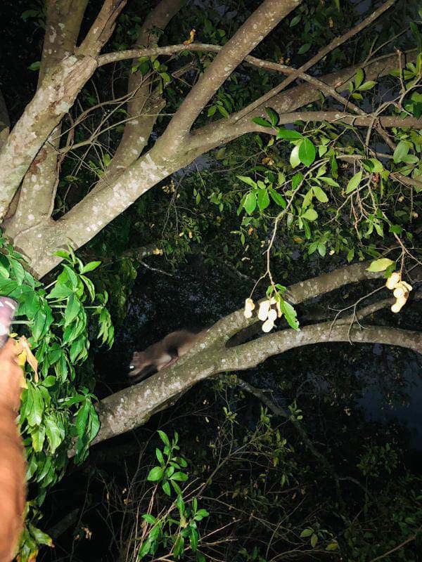 Guaxinim mão pelada é avistado no Rio de Janeiro