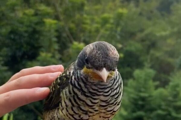 Inea registra aparição de passarinho sumido Tesourinha-da-Mata, espécie que não é vista com frequência, deu o ar de sua graça no Parque Estadual dos Três Picos
