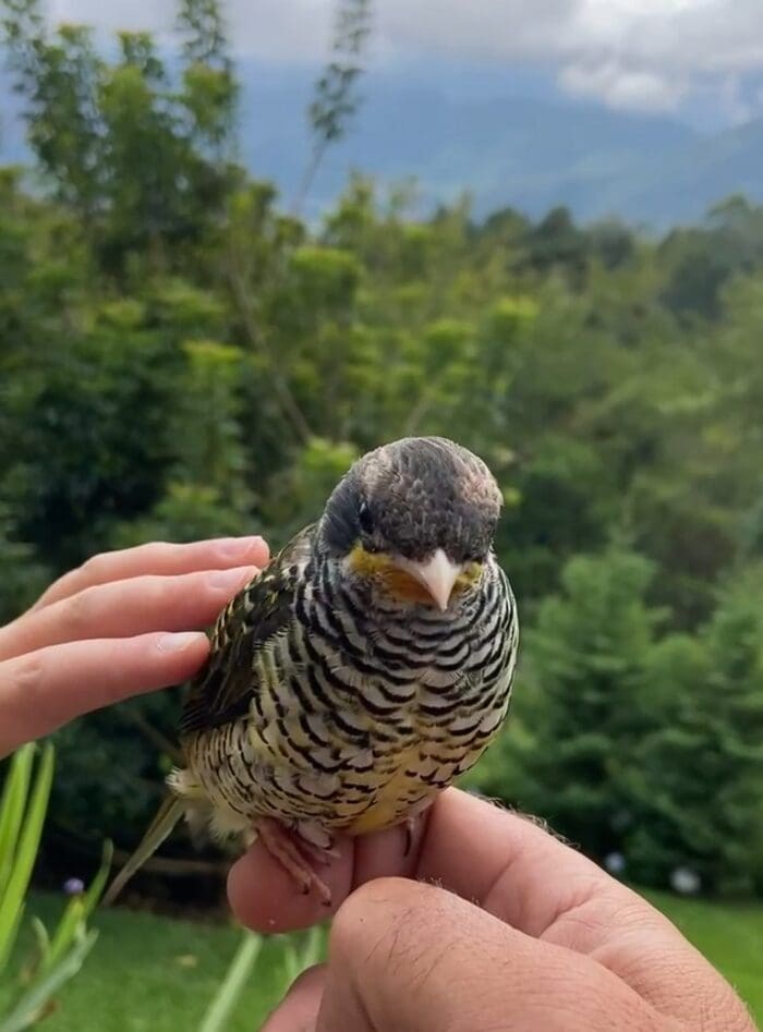 Inea registra aparição de passarinho sumido Tesourinha-da-Mata, espécie que não é vista com frequência, deu o ar de sua graça no Parque Estadual dos Três Picos