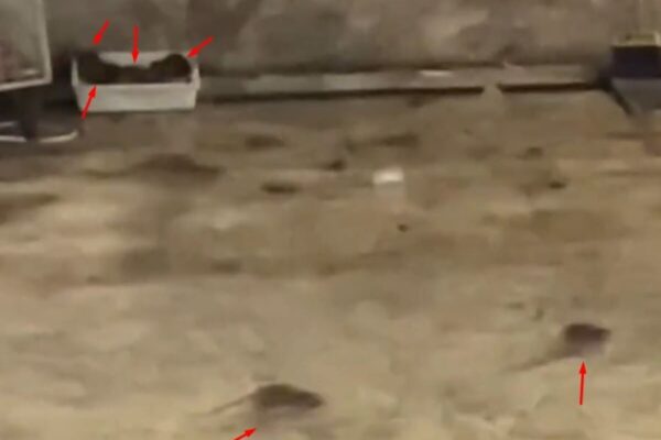 Um grupo de ratos foi flagrado por uma cliente em um supermercado no bairro de Olaria em Nova Friburgo