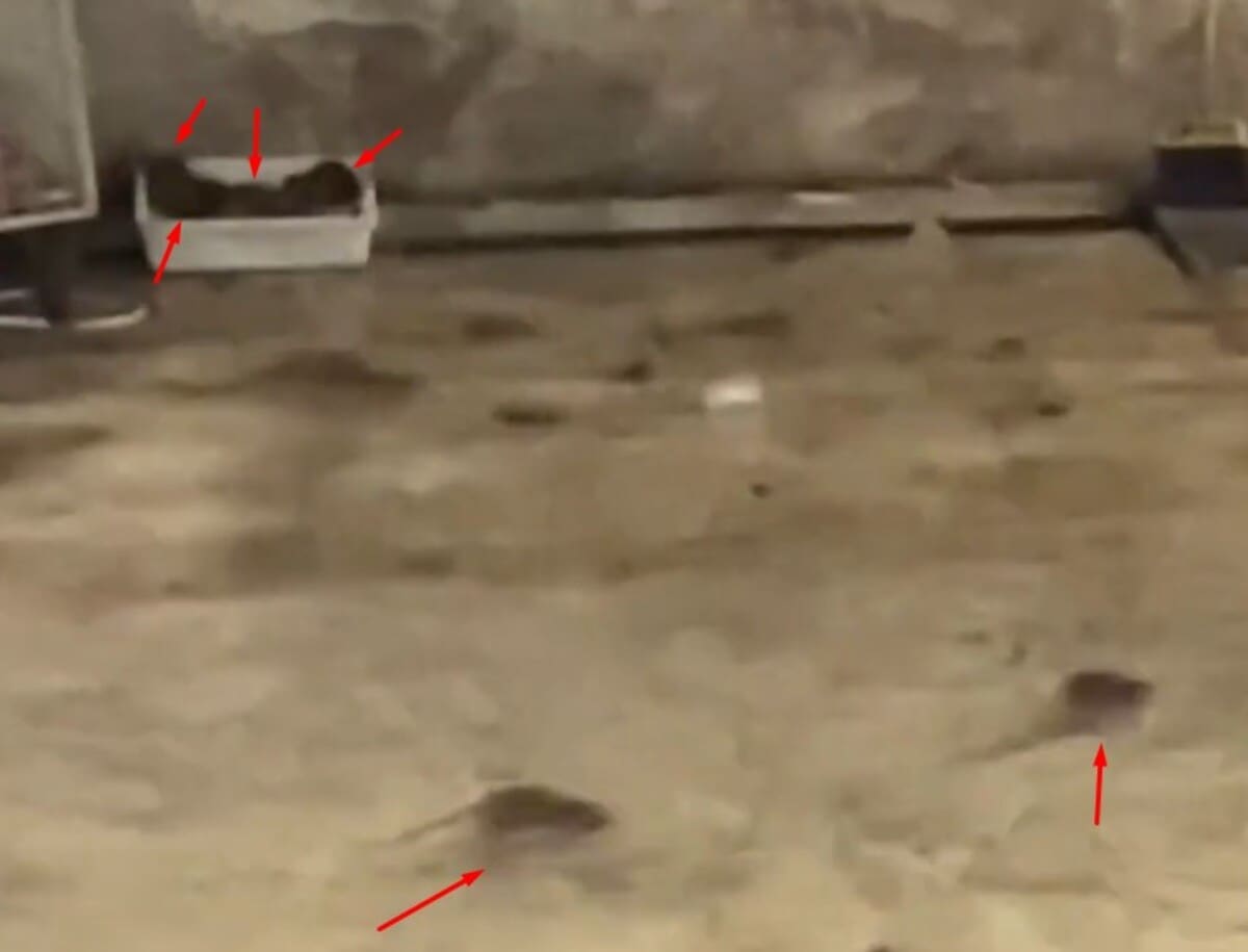 Um grupo de ratos foi flagrado por uma cliente em um supermercado no bairro de Olaria em Nova Friburgo