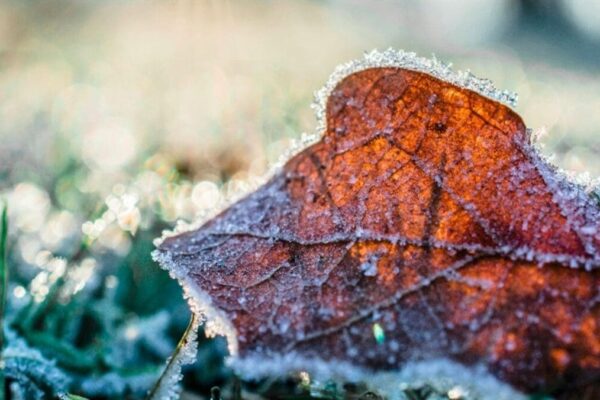 Itatiaia registra temperatura próxima a zero grau e vegetação congela- Frente fria deve derrubar temperaturas no Estado do Rio de Janeiro