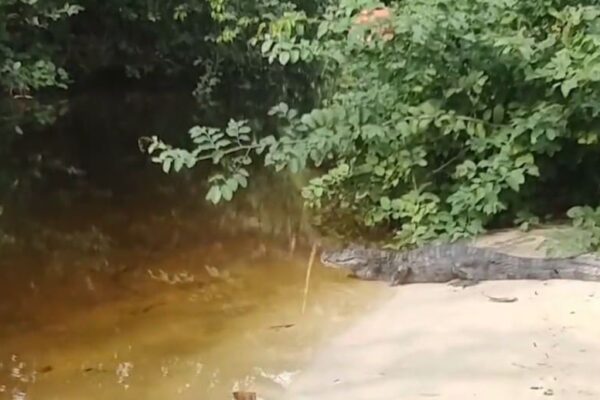 Jacaré é encontrado em Ilha Grande-RJ