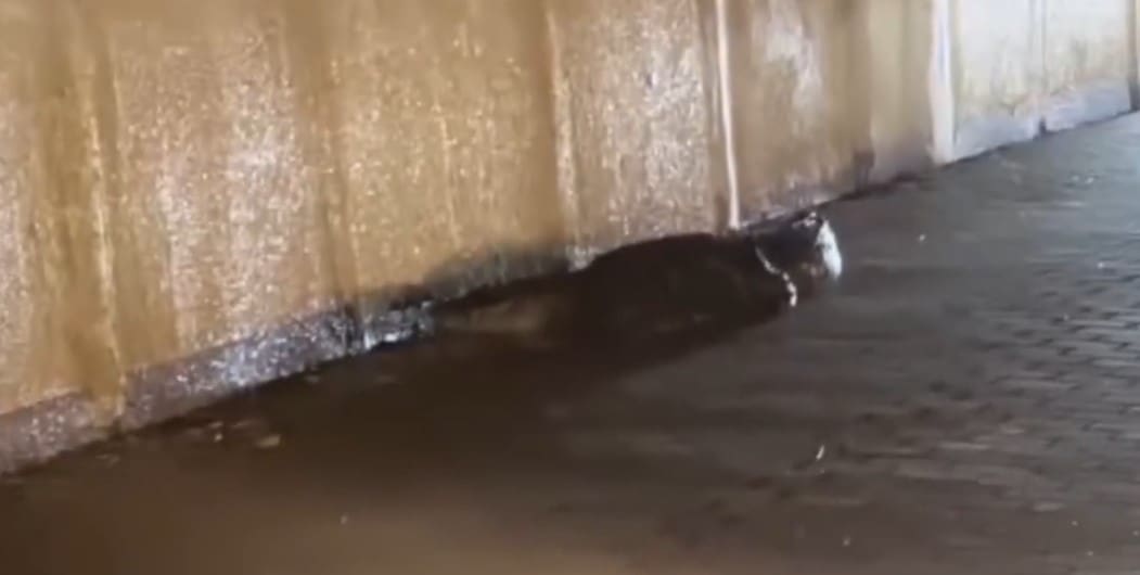 Jacaré entra em condomínio do Recreio e morador toma susto no Rio de Janeiro
