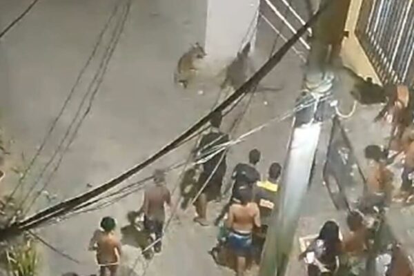 Jacaré entra na área urbana no Rio de Janeiro