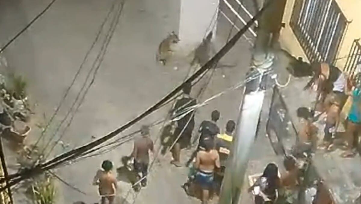 Jacaré entra na área urbana no Rio de Janeiro