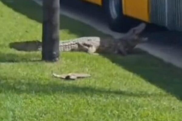 Jacaré fica furioso após BRT passar por ele na Barra da Tijuca, no Rio de Janeiro