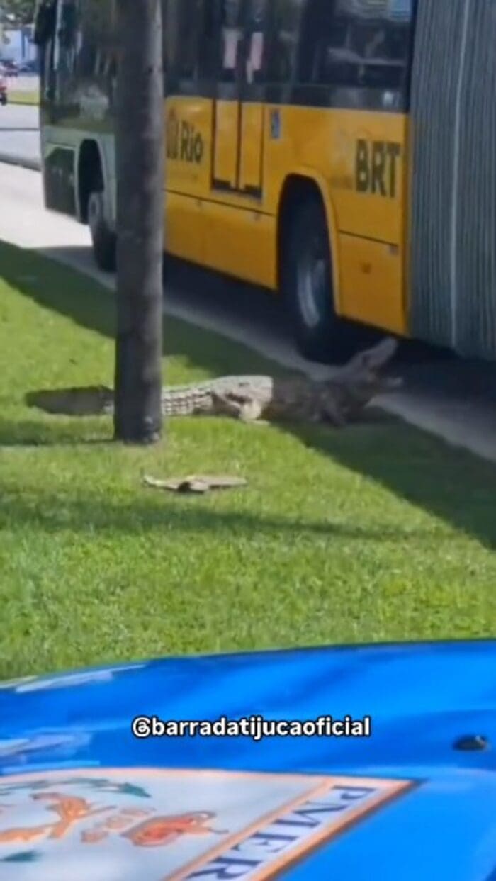 Jacaré fica furioso após BRT passar por ele na Barra da Tijuca, no Rio de Janeiro