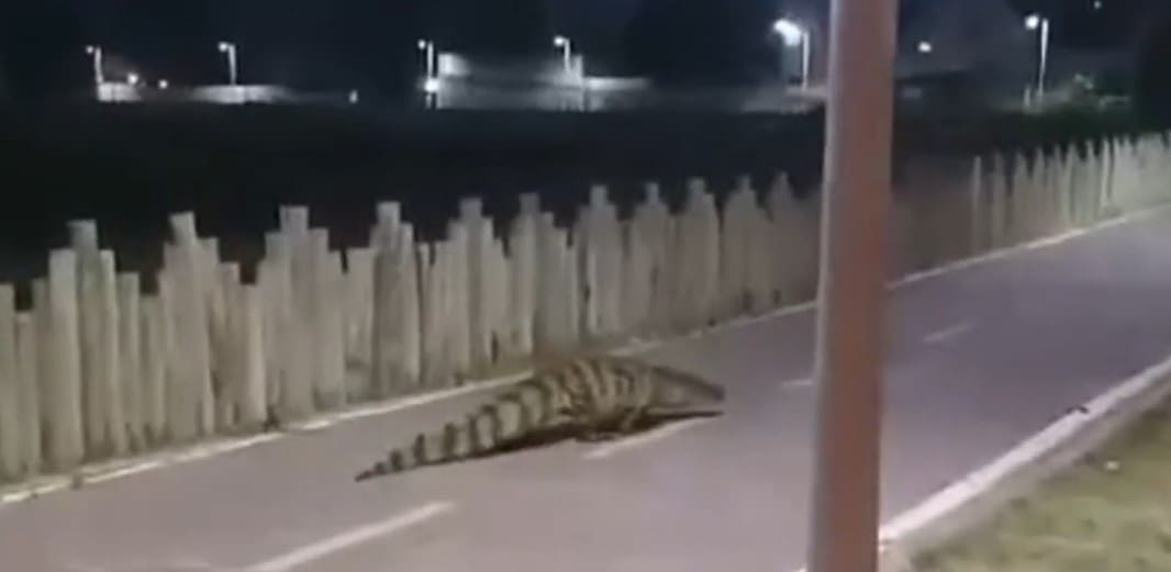 Jacaré gigante passeia pela orla de Niterói