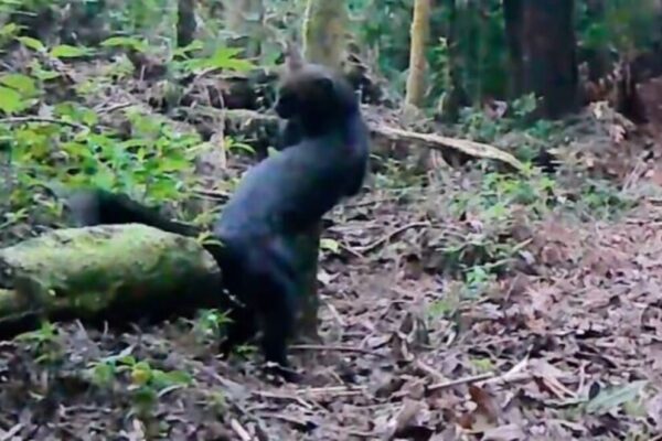 Jaguarundi se assusta com algo no Parque Estadual dos Três Picos em Nova Friburgo