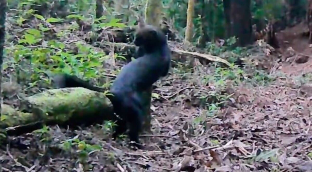 Jaguarundi se assusta com algo no Parque Estadual dos Três Picos em Nova Friburgo