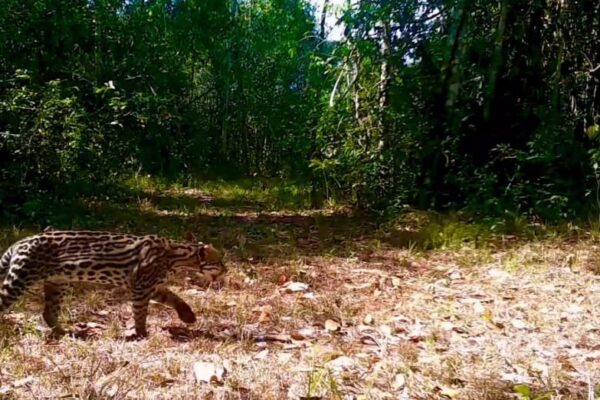 Jaguatirica dá um passeio pelas matas do Rio de Janeiro