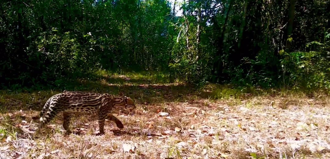 Jaguatirica dá um passeio pelas matas do Rio de Janeiro