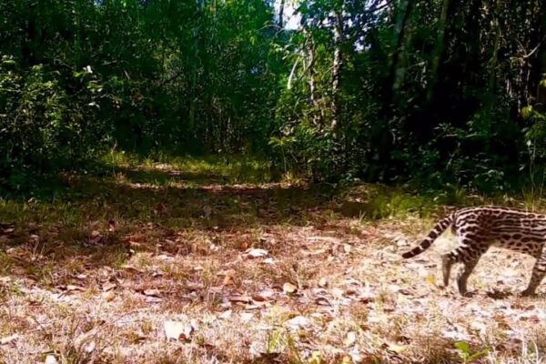 Jaguatirica é flagrada no Parque Estadual dos Três Picos