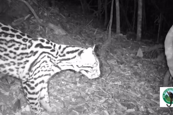 Jaguatirica é flagrada no Parque Estadual dos Três Picos em Nova Friburgo - tamanho impressiona