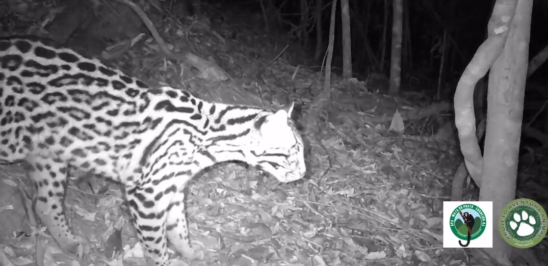 Jaguatirica é flagrada no Parque Estadual dos Três Picos em Nova Friburgo - tamanho impressiona