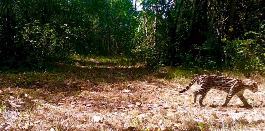 Jaguatirica é flagrada no Parque Estadual dos Três Picos