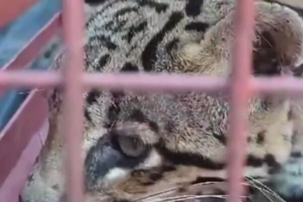 Jaguatirica invade galinheiro em Itatiaia e é resgatada por equipe do Meio Ambiente (2)