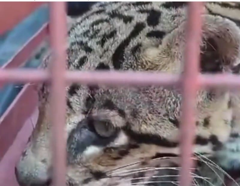 Jaguatirica invade galinheiro em Itatiaia e é resgatada por equipe do Meio Ambiente (2)