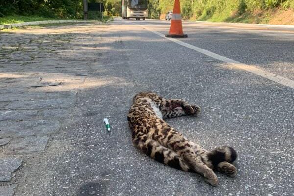 Jaguatirica morre após ser atropelada na RJ 116