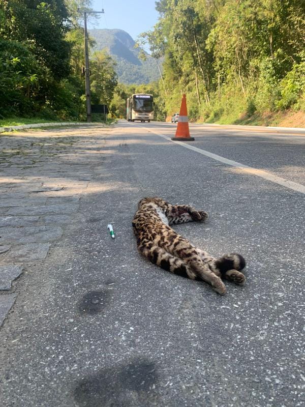 Jaguatirica morre após ser atropelada na RJ 116