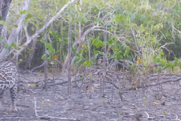 Jaguatirica passeia por mata dentro do Parque Estadual dos Três Picos