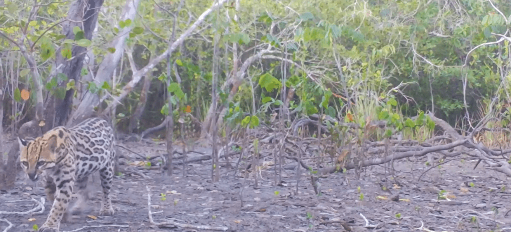 Jaguatirica passeia por mata dentro do Parque Estadual dos Três Picos