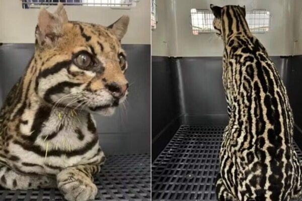 Jaguatirica resgatada em Trajano de Moraes, no Norte Fluminense, ferida por tiros e espinhos de ouriço — Foto Divulgação - Instituto BW