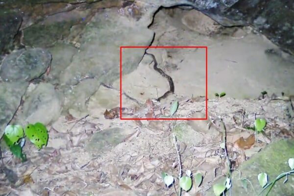 Jararaca ataca rato-espinho no Parque Estadual dos Três Picos em Nova Friburgo