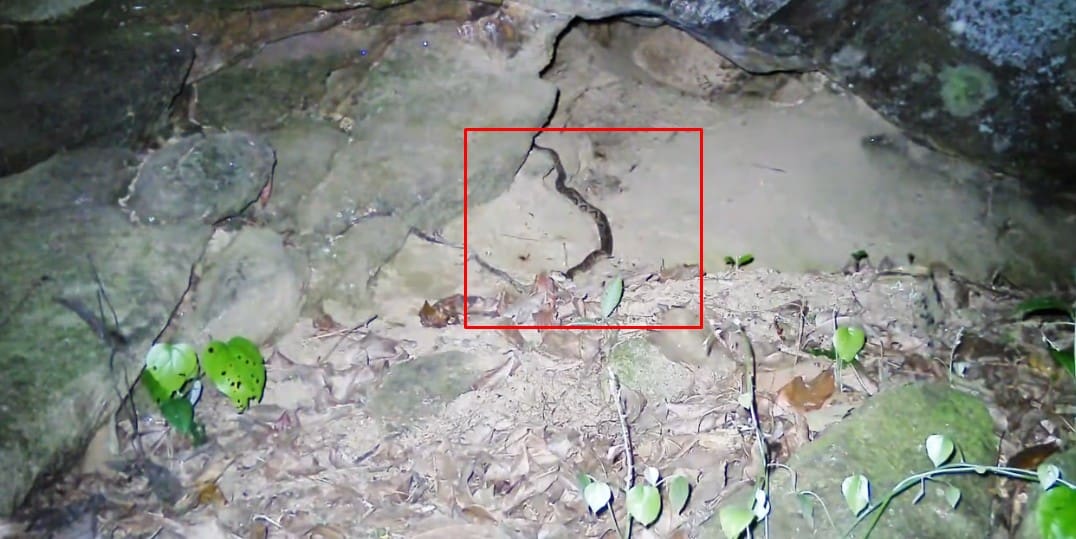 Jararaca ataca rato-espinho no Parque Estadual dos Três Picos em Nova Friburgo